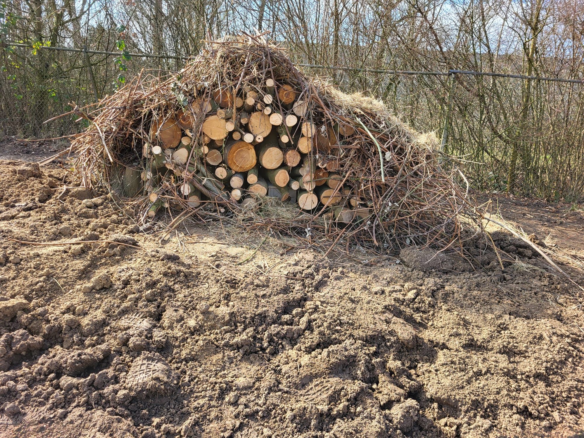 Hermelijn - Afbeelding 2