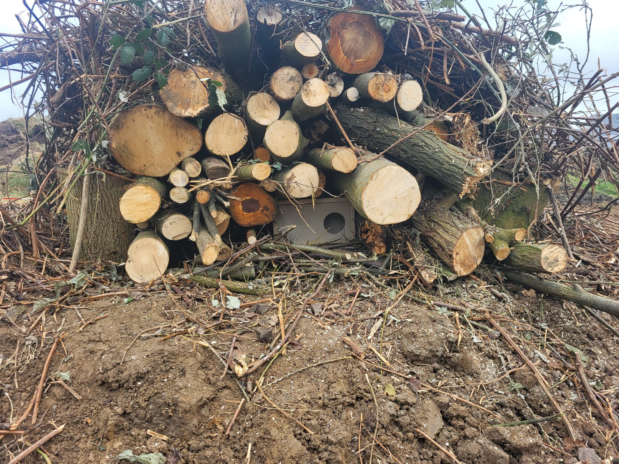 Bunzingkast - Afbeelding 3