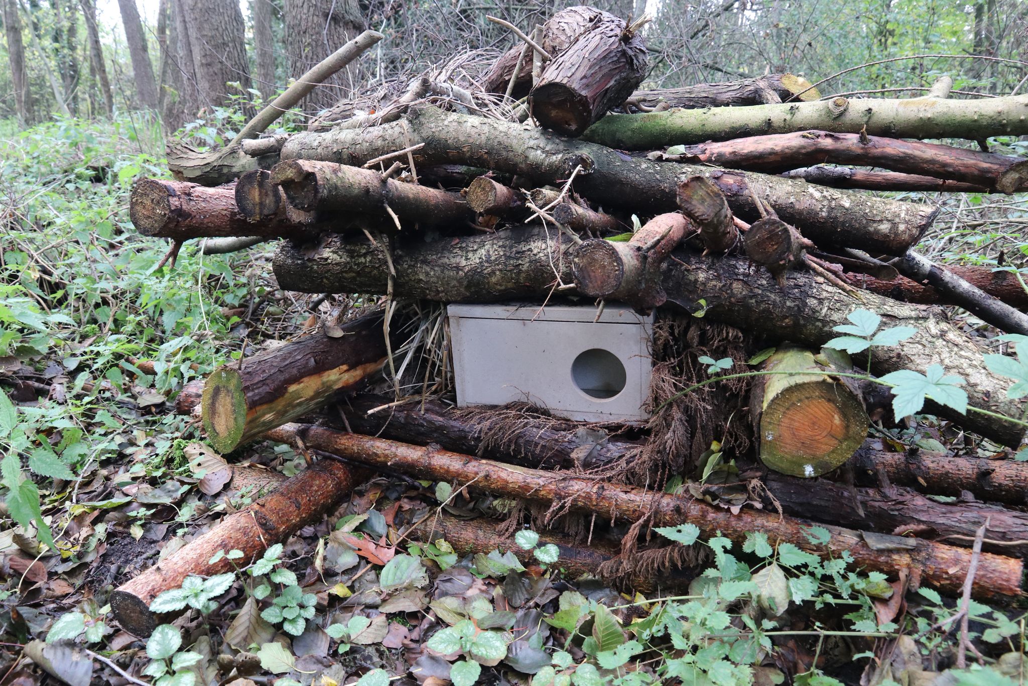 Bunzingkast - Afbeelding 4