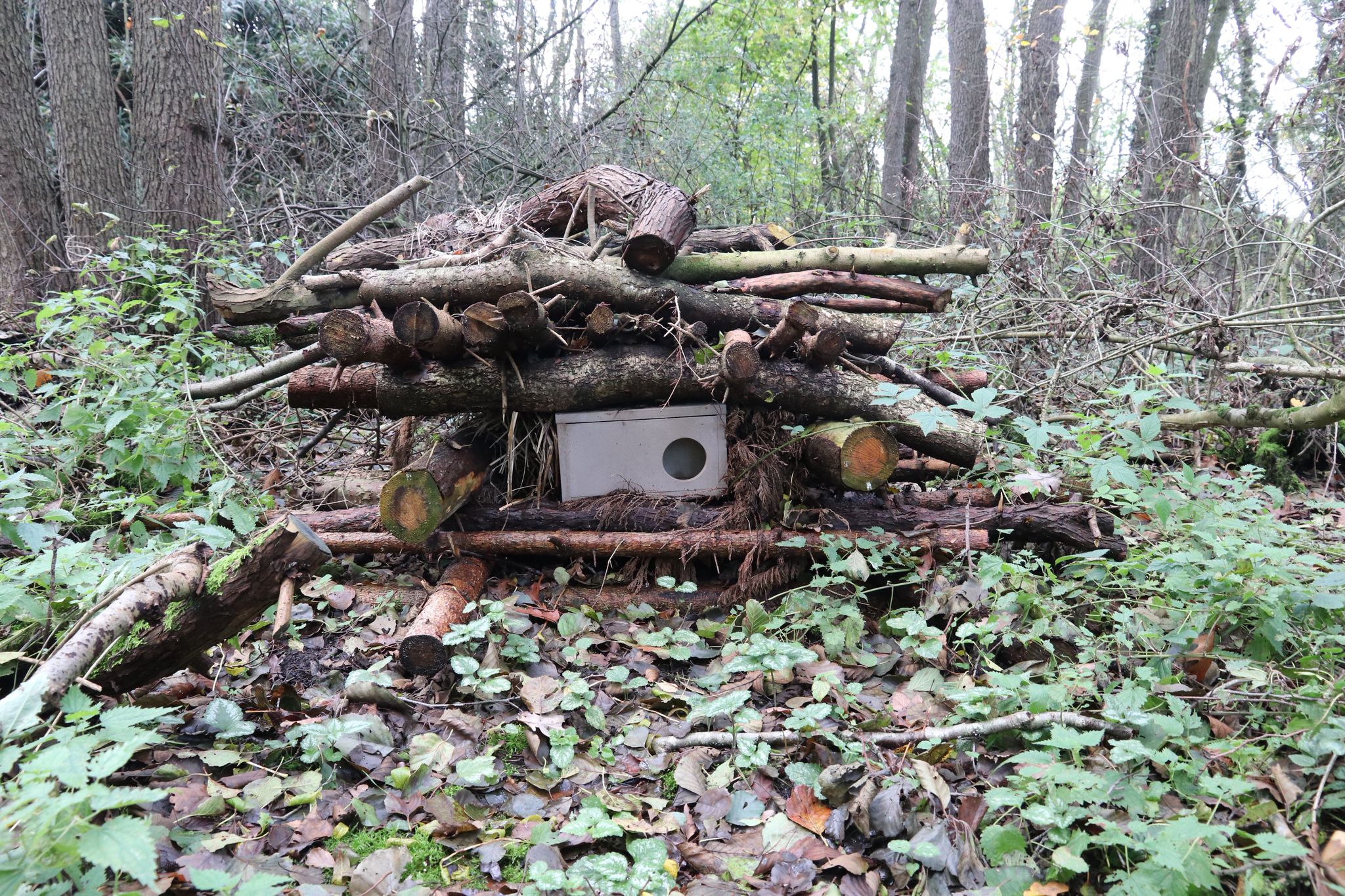 Bunzingkast - Afbeelding 2