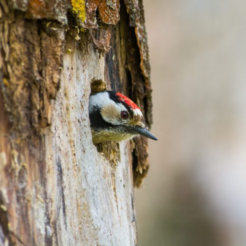 Kleine Bonte Specht in nest, Lesser Spotted Woodpecker in nest